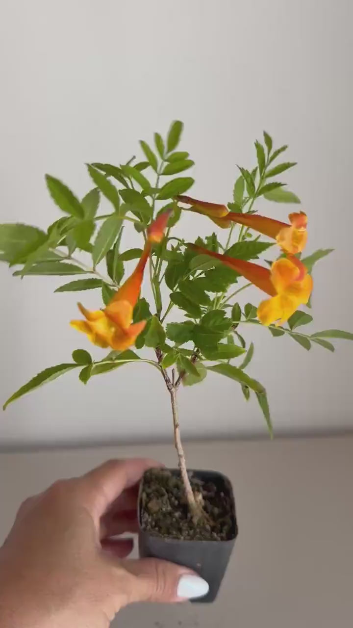 Tecoma Orange Jubilee Flower – Live Starter Plant for Garden