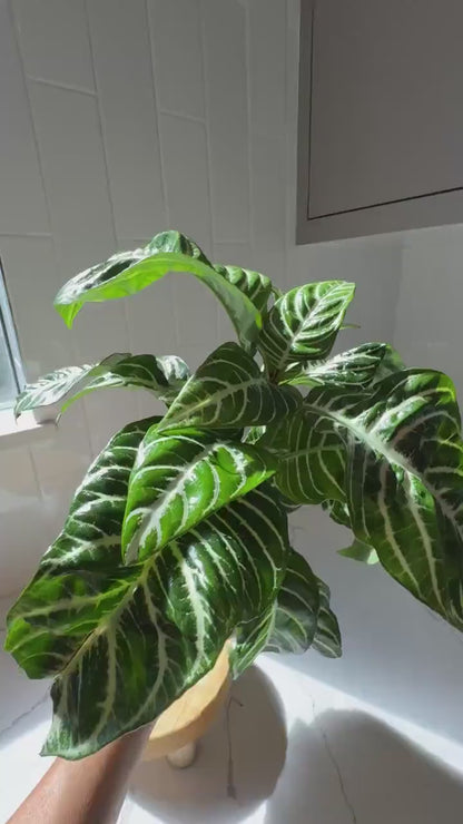 Zebra Plant – Tropical Indoor Air-Purifying Houseplant