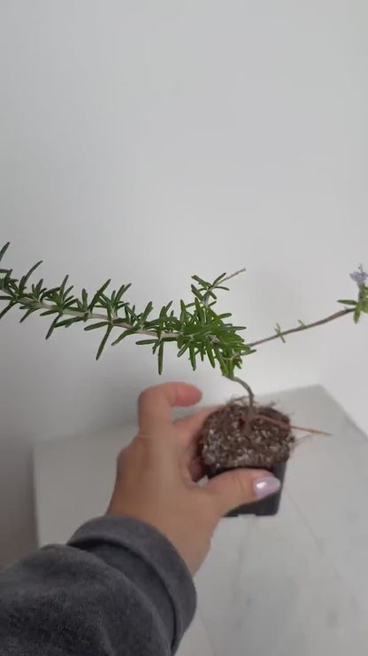 Rosemary Bonsai Tree Starter - Herb Garden Gift & Balcony Decor