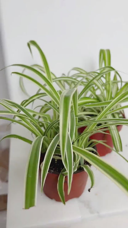 Reverse Variegated Spider Plant - 4" Indoor Tropical Plant