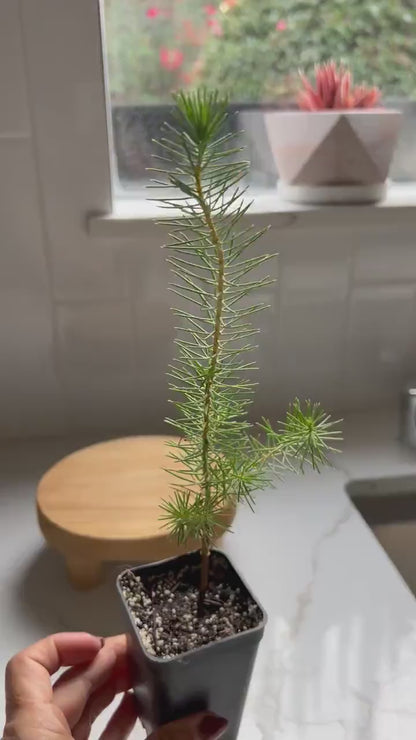 Beginner Bonsai Tree - Pinus Pinea Easy Care Zen Garden Starter