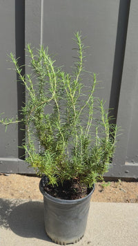 Rosemary – Fragrant Culinary Herb Plant (1 Gallon)
