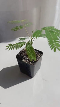 Persian Pink Mimosa – Ornamental Flowering Starter Tree