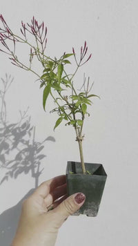 Pink Jasmine Vine - Fragrant Jasminum Polyanthum Starter Plant