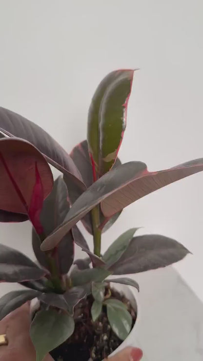 Variegated Pink Rubber Tree – Ficus Decora 'Ruby' Indoor Tropical Houseplant