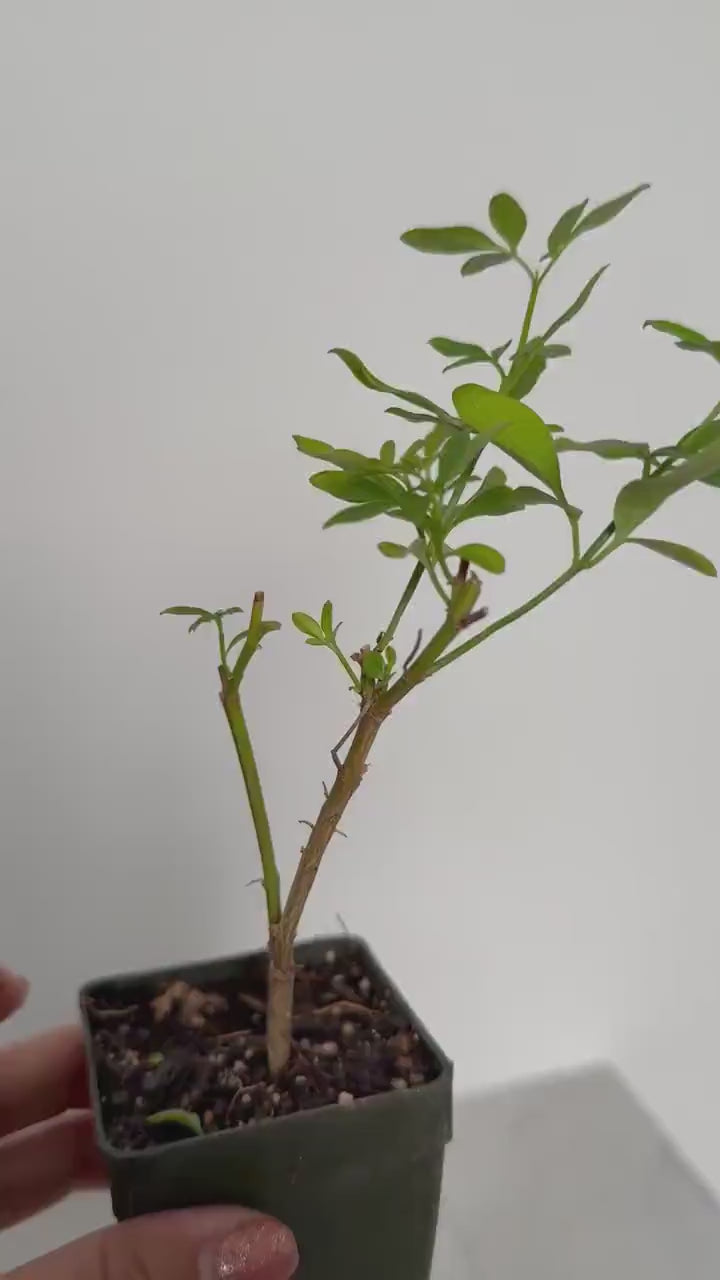 Yellow Primrose Jasmine – Jasminum Mesnyi Starter Plant Outdoor Shrub
