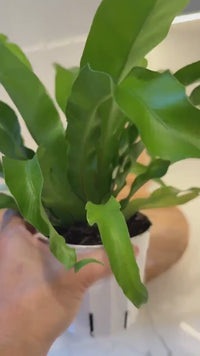 Japanese Bird’s Nest Fern – Tropical Indoor Bathroom Plant