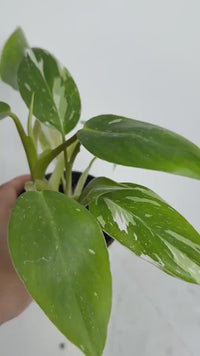 White Princess Plant Bundle – Variegated Tropical Indoor Starter
