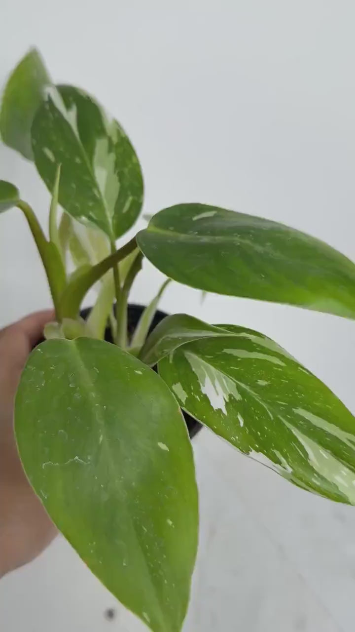 White Princess Plant Bundle – Tropical Indoor Decor & Easy-Care Starter