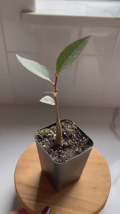 Kurrajong Bonsai Starter Tree - Beginner Gift for Bonsai Lover