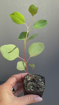 Silver Dollar Eucalyptus – Fragrant Bonsai Starter Tree