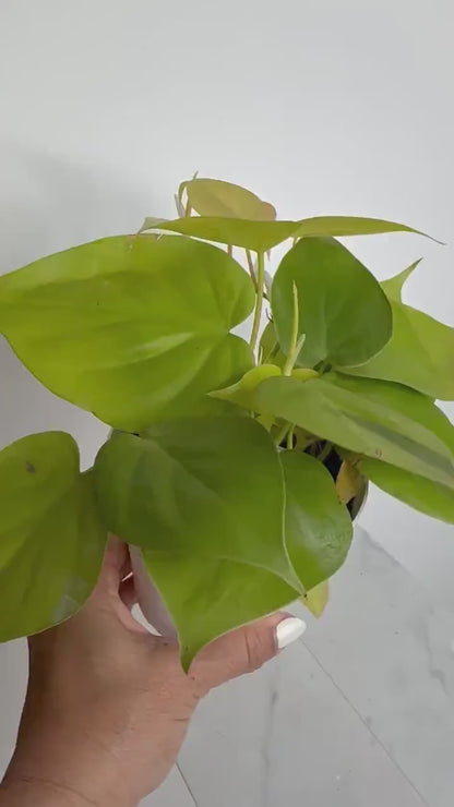 Neon Heartleaf Philodendron – Indoor Foliage Plant