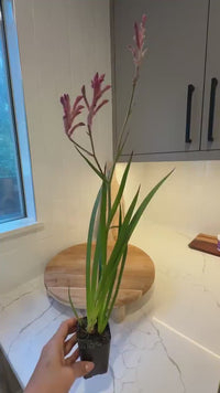 Pink Kangaroo Paw – Drought-Tolerant Perennial Starter Plant