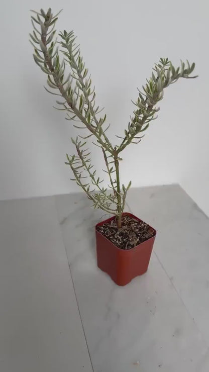 Yellow Variegated Coastal Rosemary – Drought-Tolerant Shrub for Outdoor Gardens