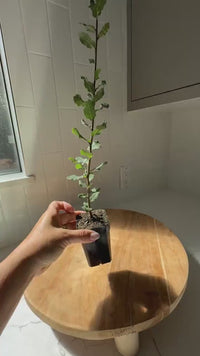 Cork Oak (Quercus Suber) – Bonsai Starter Tree