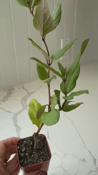 Purple Honeysuckle Vine – Hardy Climbing Garden Plant