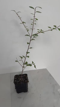 Pittosporum ‘Silver Sheen’ – Low-Maintenance Privacy Hedge