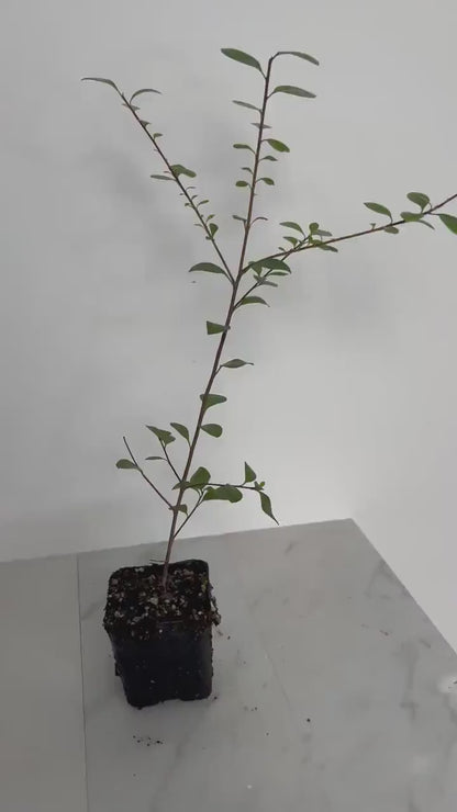 Pittosporum Silver Sheen – Low-Maintenance Privacy Hedge Shrub