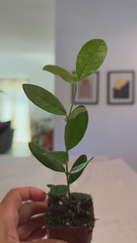 Pineapple Guava – Evergreen Fruiting Starter Plant