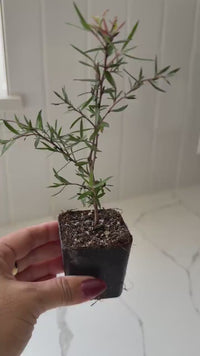 Pink Manuka Tea Tree – Drought Tolerant Starter Plant