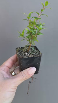 Dwarf Myrtle – Evergreen Bonsai Starter Tree (2 Inch)