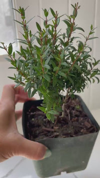 Dwarf Myrtle – Evergreen Bonsai Starter Tree (4 Inch)