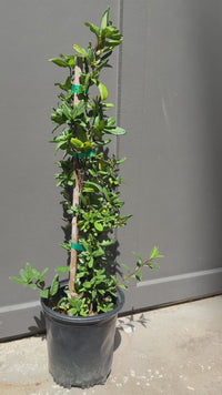 Japanese Honeysuckle ‘Halliana’ – Fragrant Climbing Vine (1 Gallon)