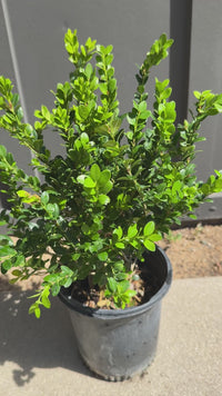 Green Beauty Boxwood – Evergreen Hedge Shrub (1 Gallon)