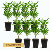 Purple Bottlebrush Starter Plant - Callistemon Citrinus