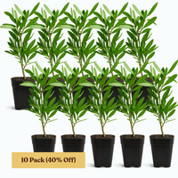 Purple Bottlebrush Starter Plant - Callistemon Citrinus