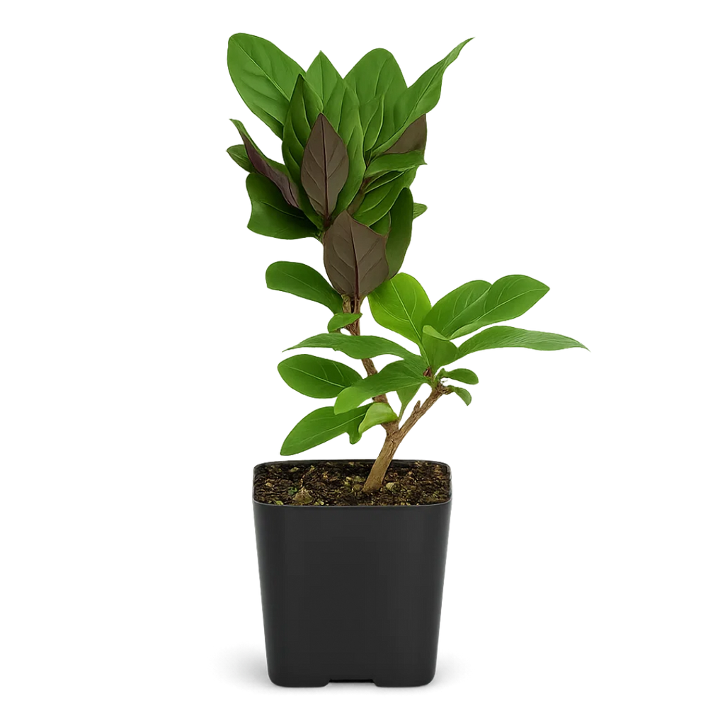 Purple Honeysuckle Vine – Hardy Climbing Garden Plant