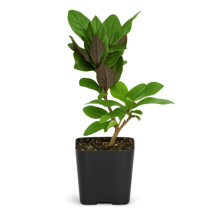 Purple Honeysuckle Vine – Hardy Climbing Garden Plant