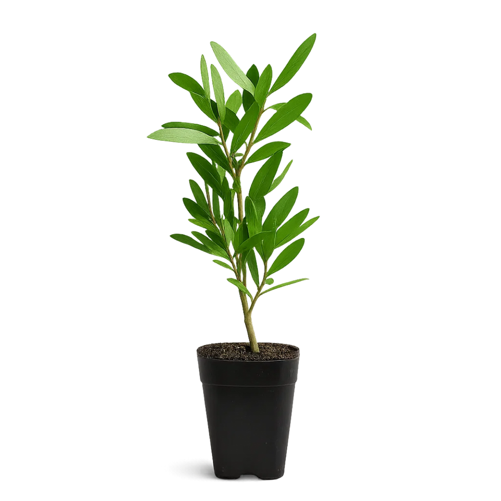 Purple Bottlebrush Starter Plant - Callistemon Citrinus