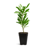 Purple Bottlebrush Starter Plant - Callistemon Citrinus