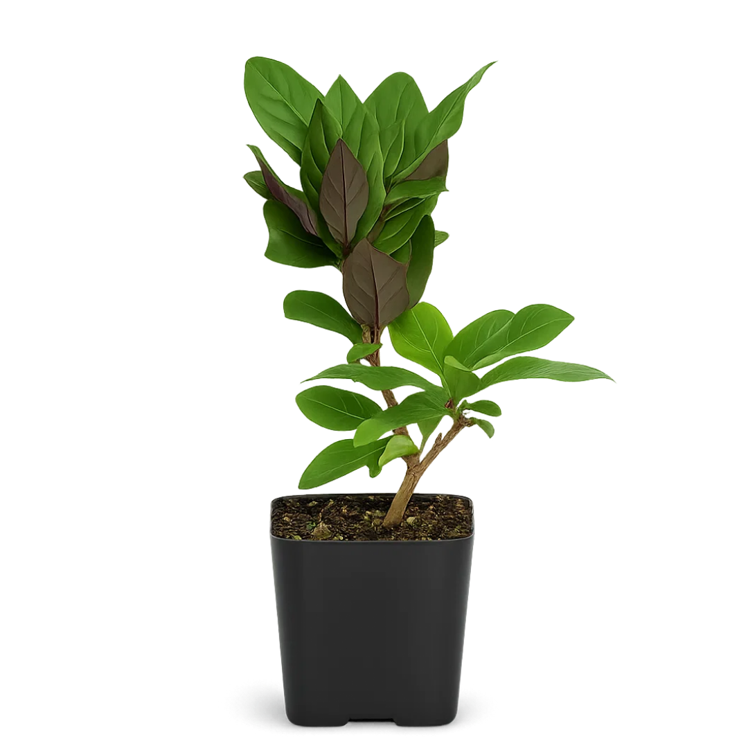 Purple Honeysuckle Vine - Lonicera Japonica Purpurea Starter Plant for Trellis