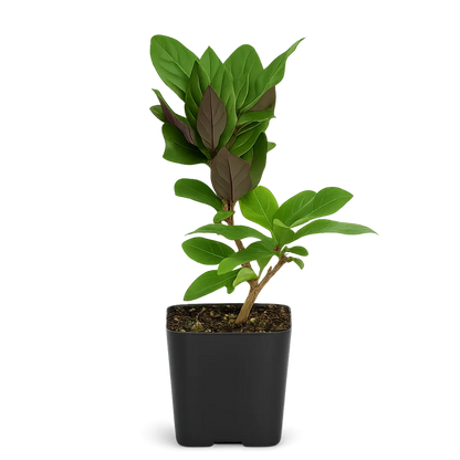 Purple Honeysuckle Vine - Lonicera Japonica Purpurea Starter Plant for Trellis