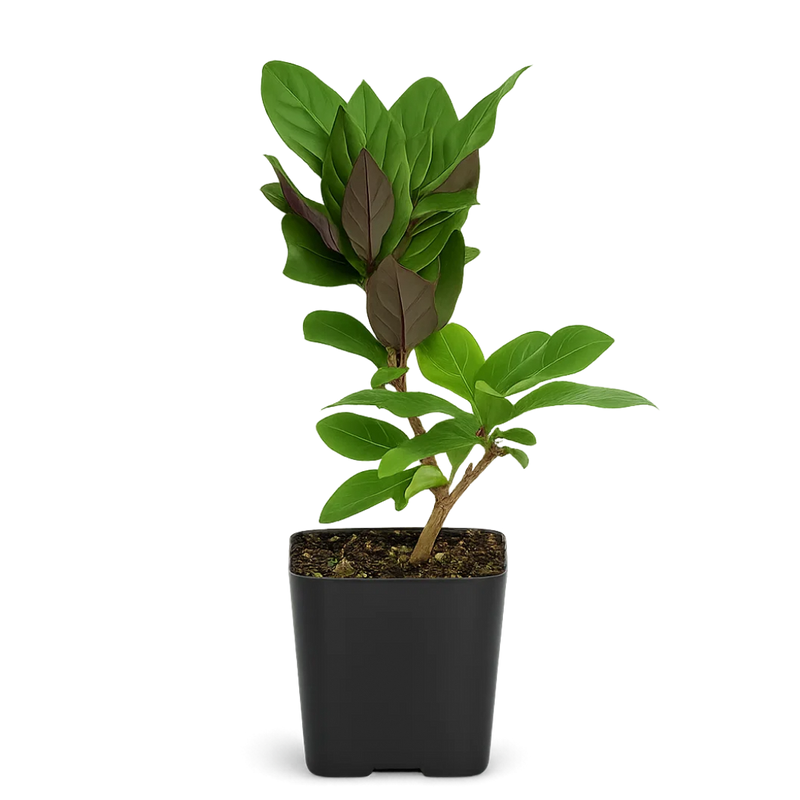 Purple Honeysuckle Vine – Hardy Climbing Garden Plant