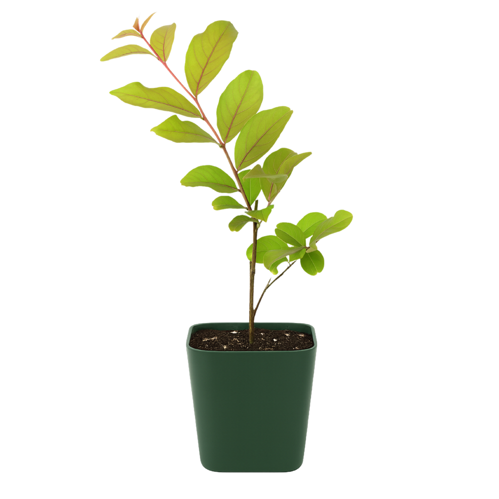 Purple Muskogee Crape Myrtle – Flowering Garden Shrub Starter