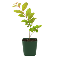 Purple Muskogee Crape Myrtle – Flowering Garden Shrub Starter