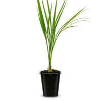 Pygmy Date Palm – Tropical Indoor Starter Plant