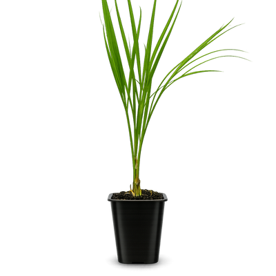 Pygmy Date Palm – Tropical Indoor Starter Plant