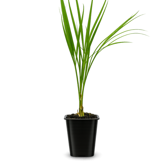 Pygmy Date Palm – Tropical Indoor Starter Plant