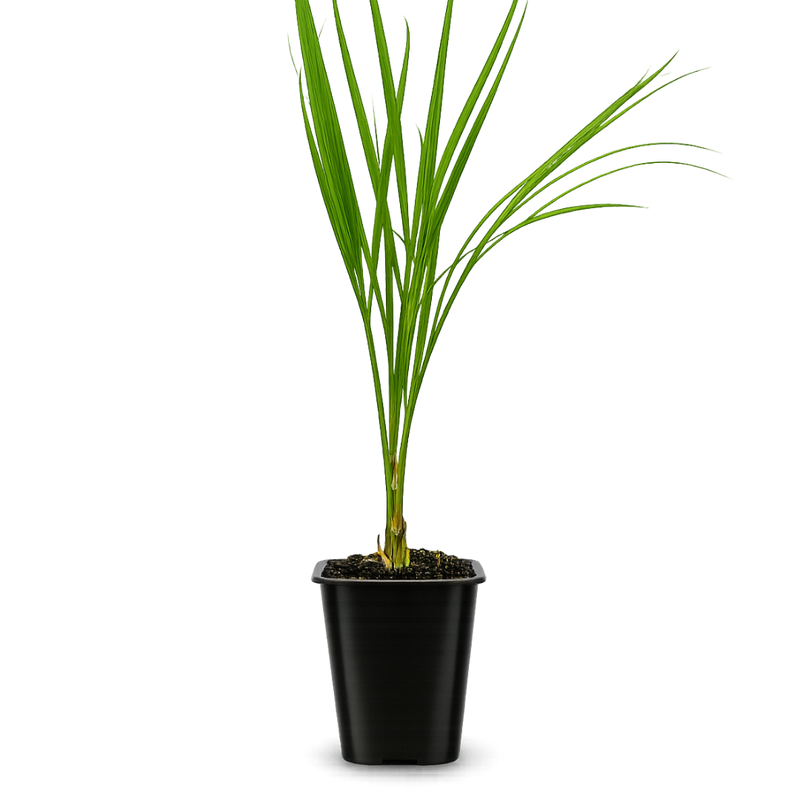 Pygmy Date Palm – Tropical Indoor Starter Plant