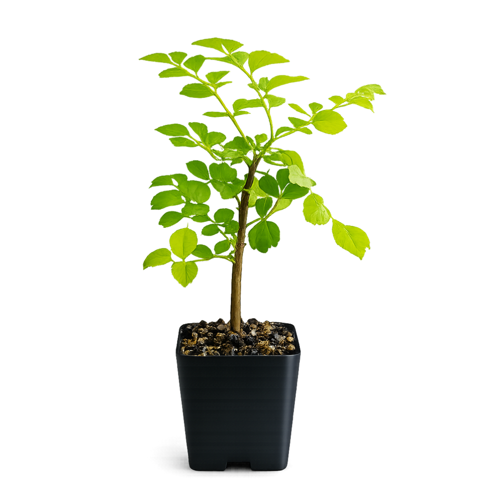 Red Cape Honeysuckle – Hardy Flowering Garden Shrub