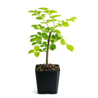 Red Cape Honeysuckle – Hardy Flowering Garden Shrub