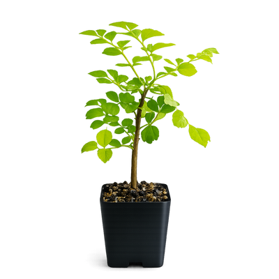 Red Cape Honeysuckle – Hardy Flowering Garden Shrub