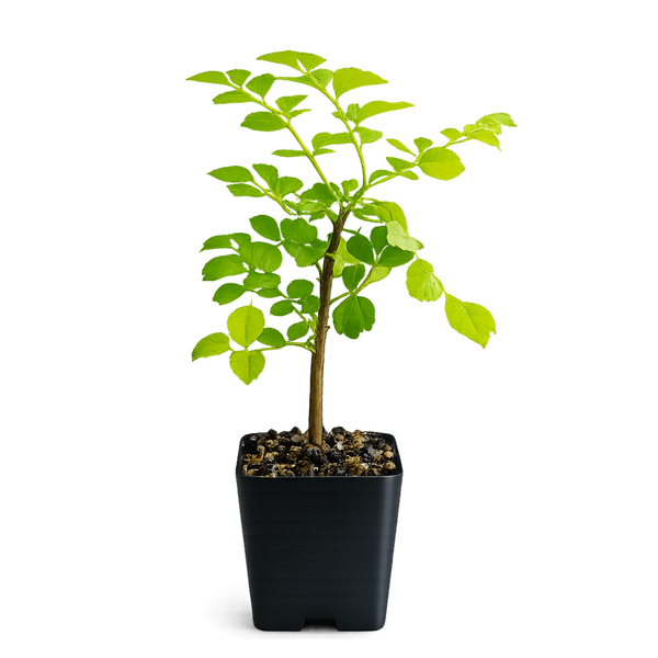 Red Cape Honeysuckle – Hardy Flowering Garden Shrub