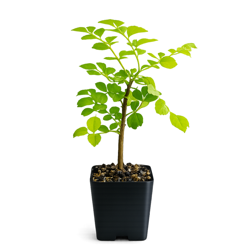 Red Cape Honeysuckle – Hardy Flowering Garden Shrub