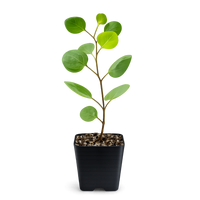 Silver Dollar Eucalyptus – Fragrant Bonsai Starter Tree