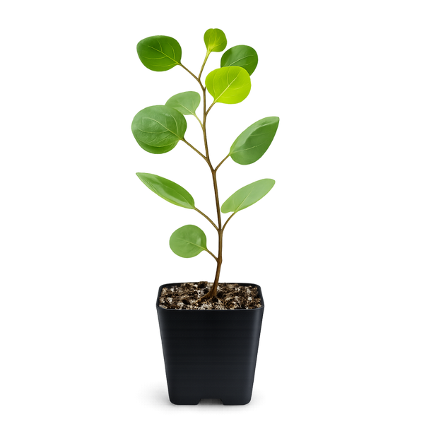 Silver Dollar Eucalyptus – Fragrant Bonsai Starter Tree